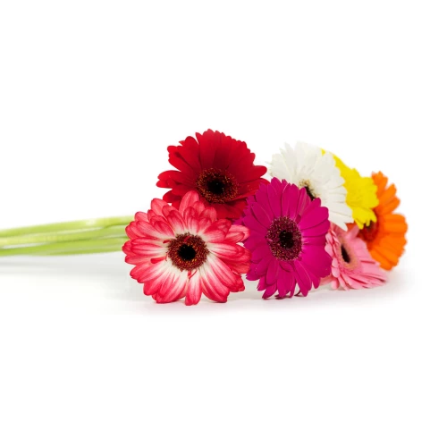 Flowers of gerberas